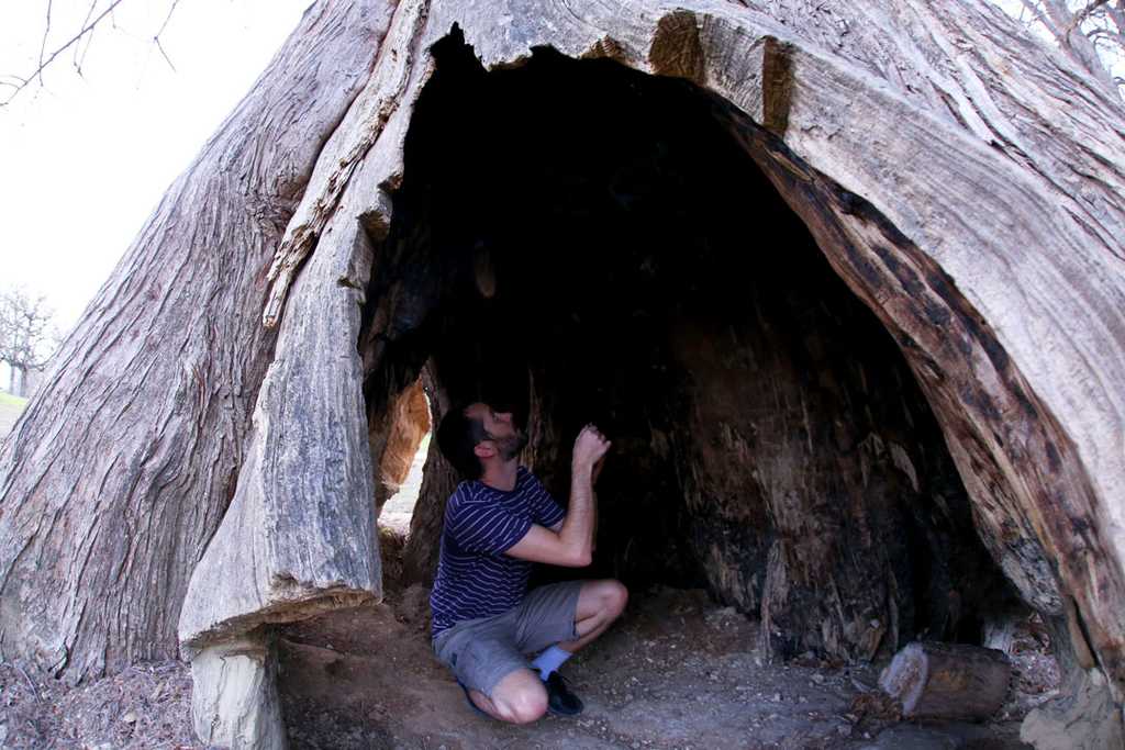 Person inside hollowed out cypress tree